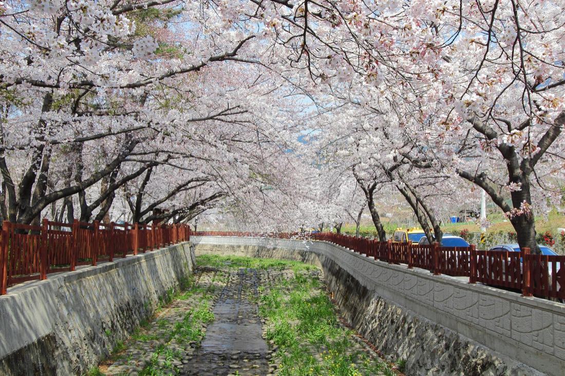 Cherry blossoms in full bloom at Jinhae